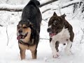 bsl: american pit bull terrier