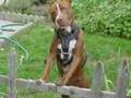 Bull Terrier Inglés video