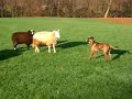 KODI vs SHEEP