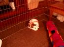 Oliver,Charlie & Jackie Big Bunny Hops!   78