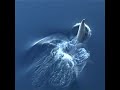 Crabeaters seals visit