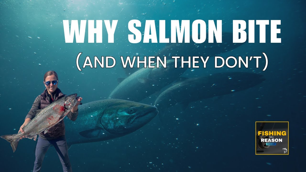 What Makes Salmon Bite? The Science Behind Tides, Moon Phases, Scent & More