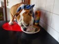 Engelse Bulldog Murphy
