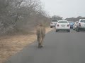 “He’s behind you!” - Lion Stalks Tourists In Traffic Jam