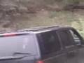 Alaskan Black Bear In Our Car