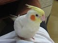 Calopsita PITOCO 1
