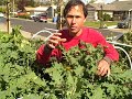 Survival Gardening Tips: Planting an Edible Food Garden at Home