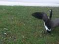 chasing geese =]