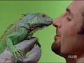 La Iguana Blasa en: Blasa TV [by lapazxxl]
