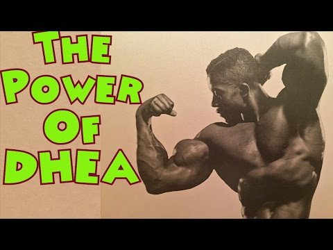 how to use dhea properly for bodybuilding