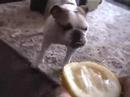 Antiguo Bulldog Inglés video