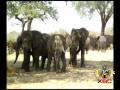 Happy Birthday Zimbabwe... View Video