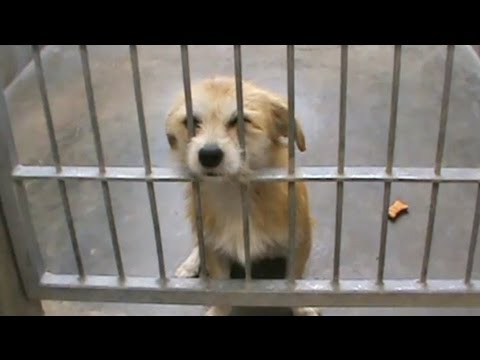 PASADENA HUMANE SOCIETY