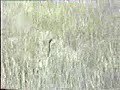 garza rescatada