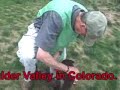 *ADOPTED* Milo 4728085 Humane Society Colorado Adopt