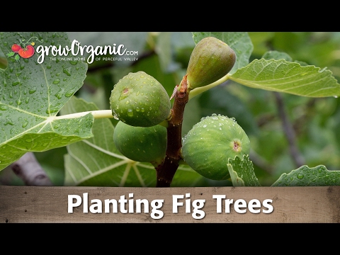 how to grow fig trees in nj
