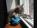 LOLKITTYS!!!