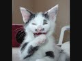 LOLKITTYS!!!