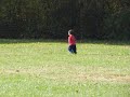 Chasing geese Chasing geese
