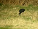 Glossy Ibis Moggs eye