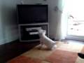 Funny Dogg