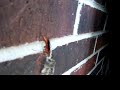 Wasp draging a Spider Wasp draging a Spider