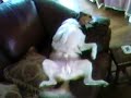 眠りイヌ動画