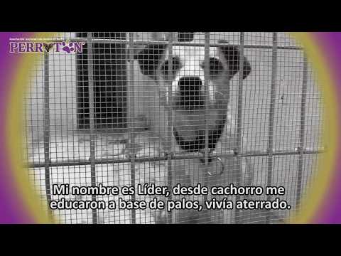 Imagen de previsualización de YouTube