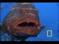 National Geographic: Jewels of the Carribean