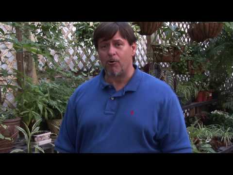 how to fertilize satsuma trees