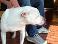 dankan-cane-supereroe.html