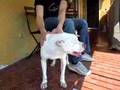 Dankan cane supereroe