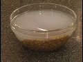 How To Grow Sprouts How To Grow Sprouts