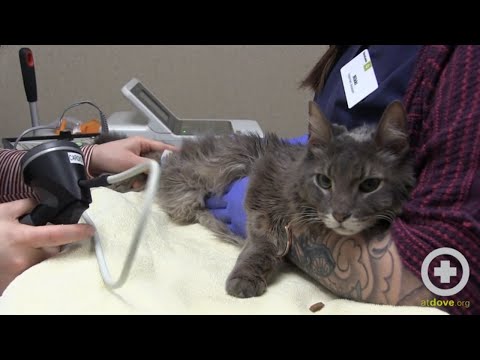 How to Monitor Your Pet's Respiratory Rate at Home