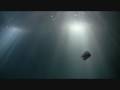 sea life - alton towers preview