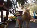 Camel kiss Camel kiss