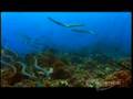 Fish Dances