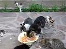 Gatti a pranzo