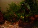 Cherry Shrimps