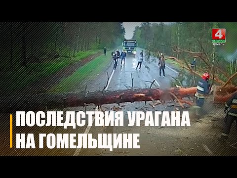 «Падение деревьев, поврежденные крыши, отключение света, 71 погибшая корова». Оценили последствия майского урагана на Гомельщине видео