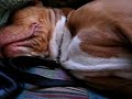 Pit Bull Snoring (super snore)