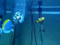 My SALT WATER Aquarium