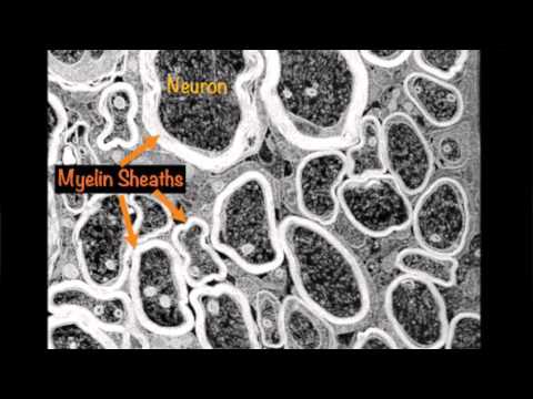 how to get more myelin