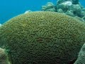 Trinidad and Tobago Video