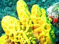 Reefs of Tobago
