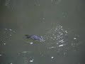 Ornithorynque dans la Broken River