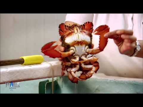 Lyndey and Herbie's Moveable Feasts Opener Teaser