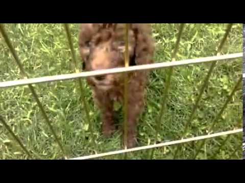 Poodle Puppies