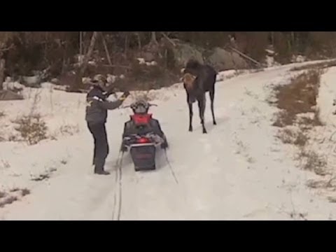 VIDEO: Snowmobiling Maine Couple Finds Out Why Chasing a Moose Is a Bad Idea