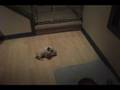 Dexter the French Bulldog LOVES His Soccer Ball